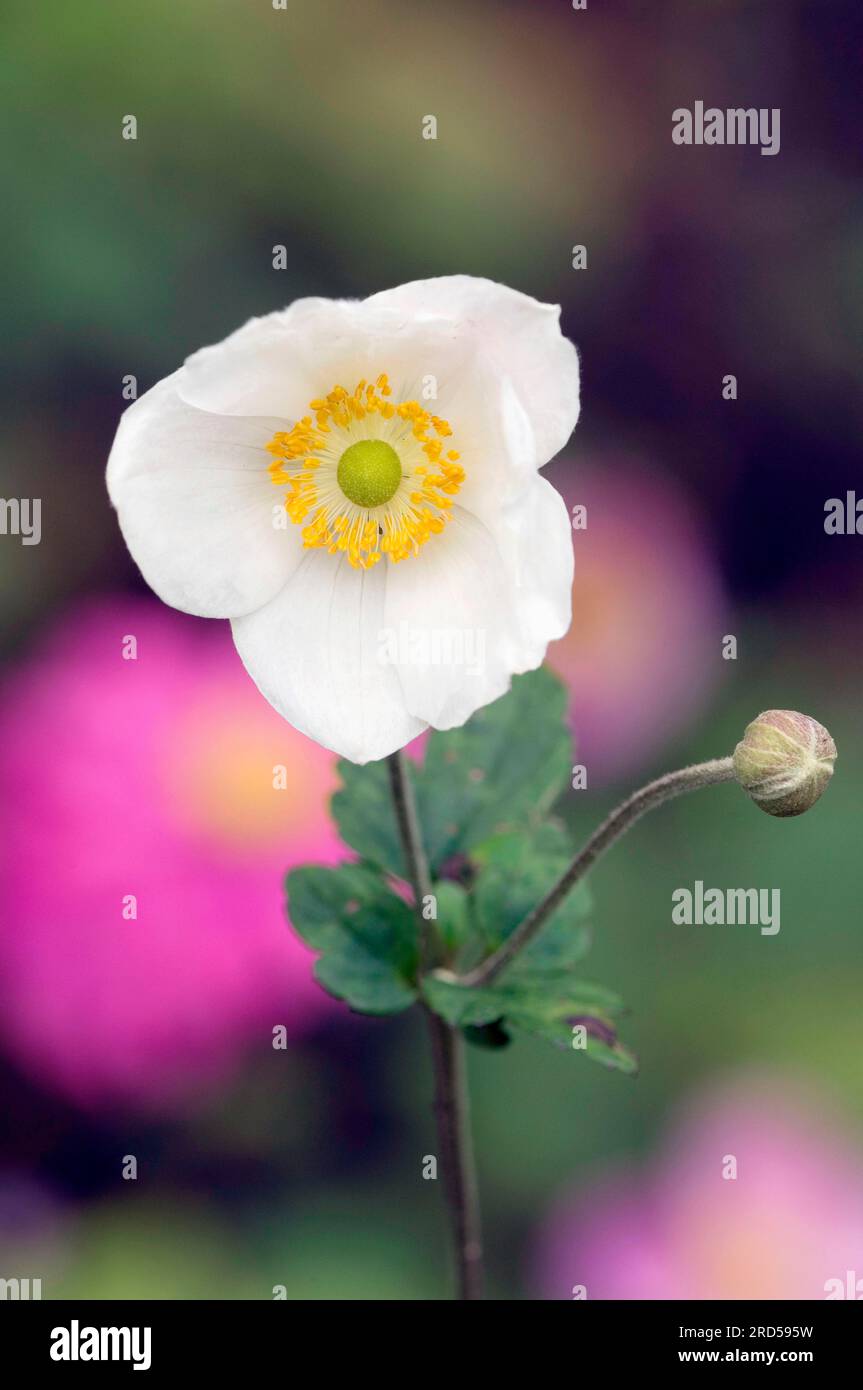 Japanische Anemone „Honorine Jobert“ (Anemone japonica hybride) Stockfoto