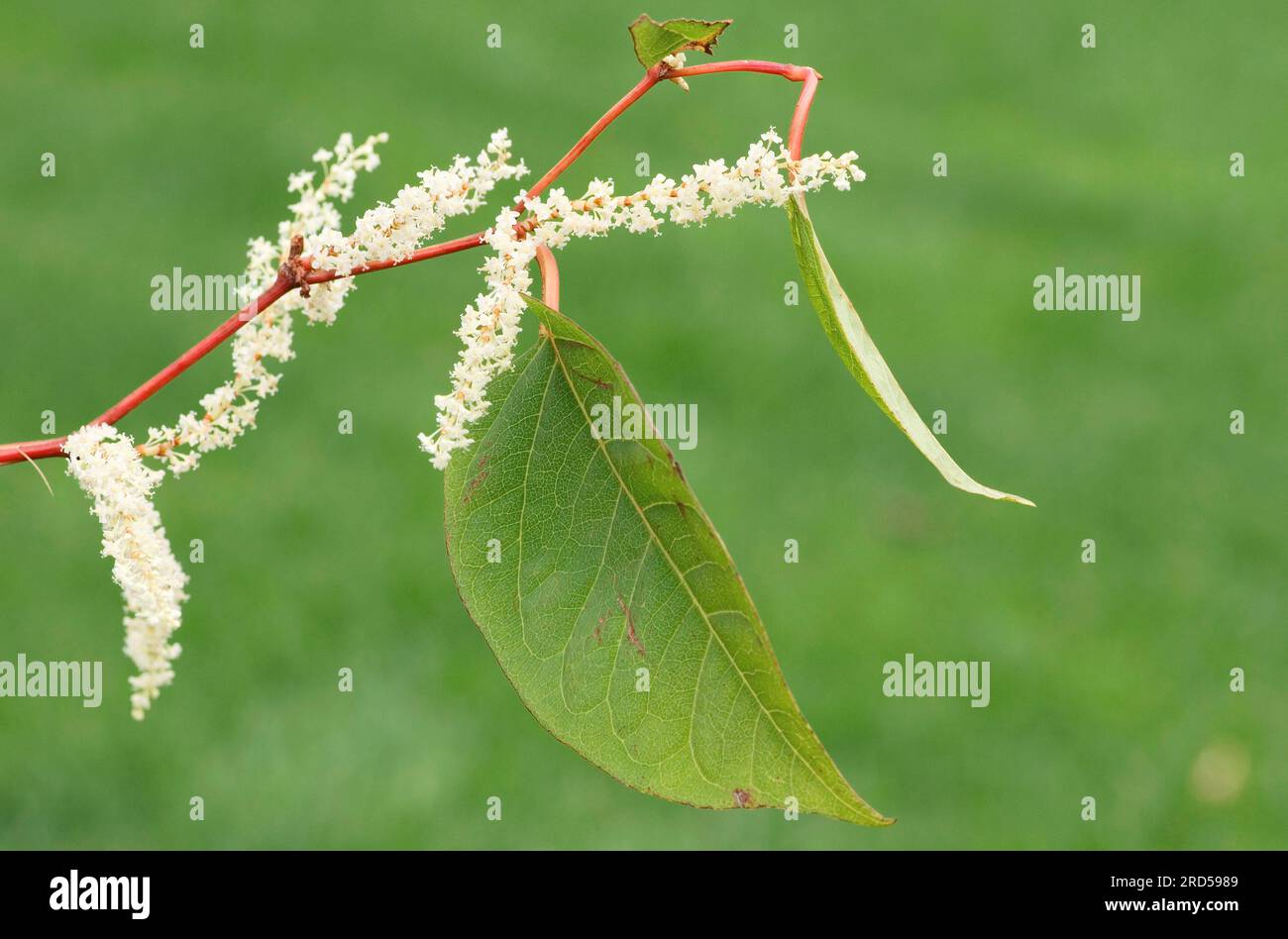 Reynoutria japonica (Fallopia japonica) (Reyonutria japonica), japanischer geflügelter Knotweed Stockfoto