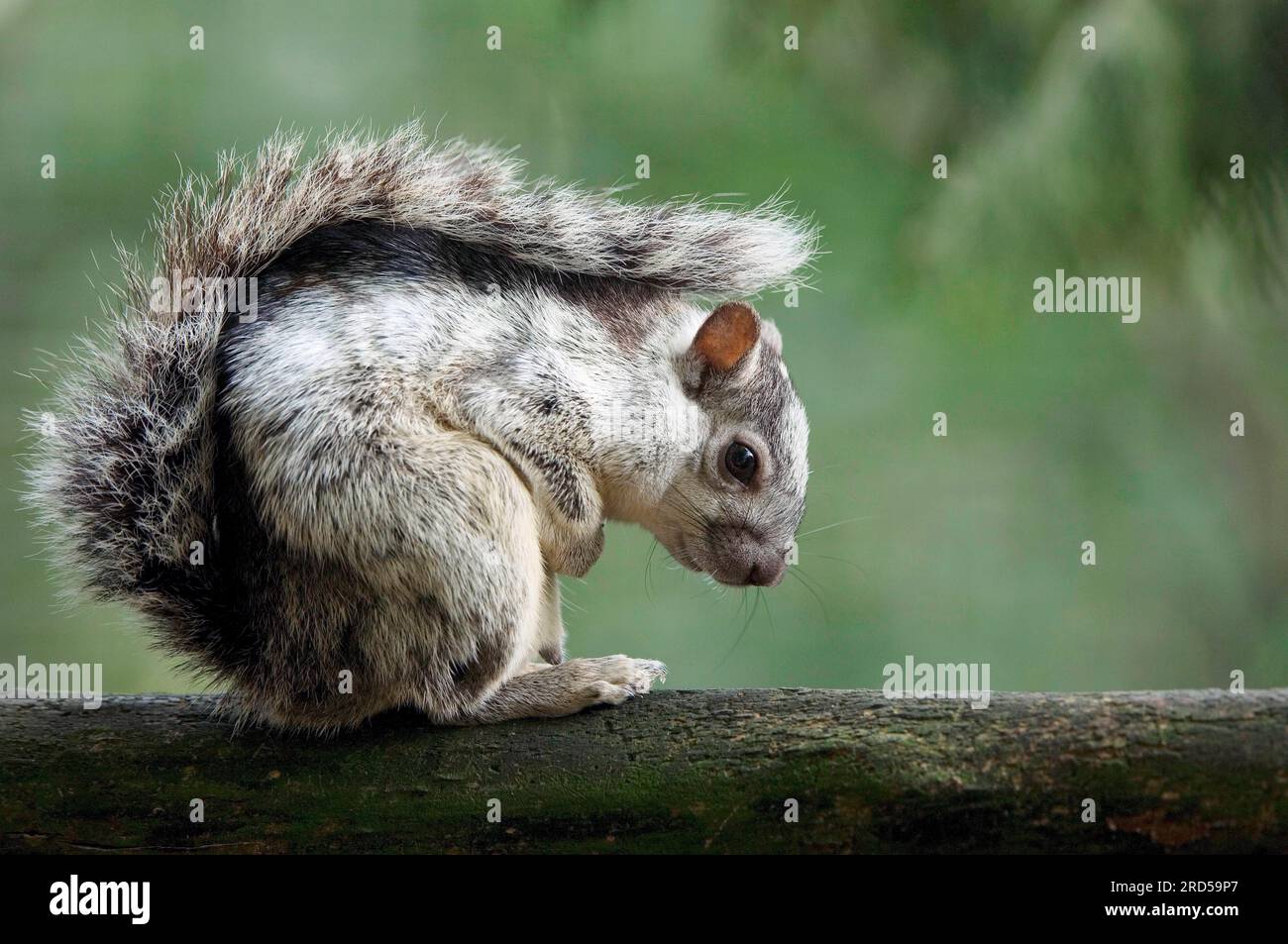 Costa-Rica-Eichhörnchen (Sciurus granatensis dorsalis), Seite Stockfoto