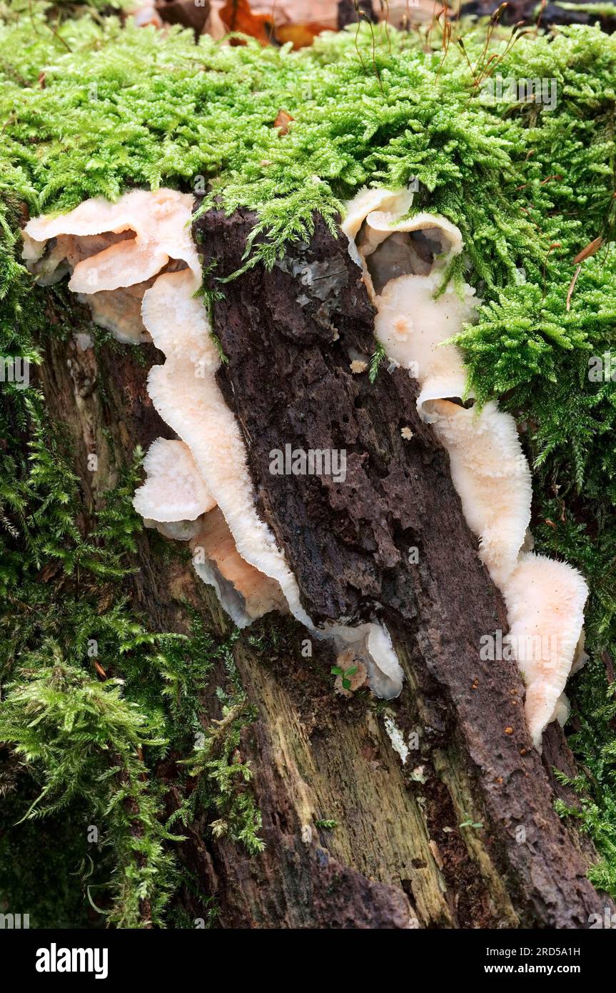 Weißfäule-Pilz, Niederlande, Gelee-Rotzunge (Phlebia tremellosa) Stockfoto