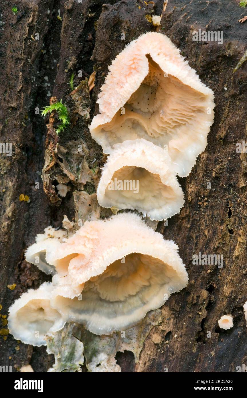 Weißknopfpilze (Merulius tremellosus) Galle rot, Niederlande Stockfoto
