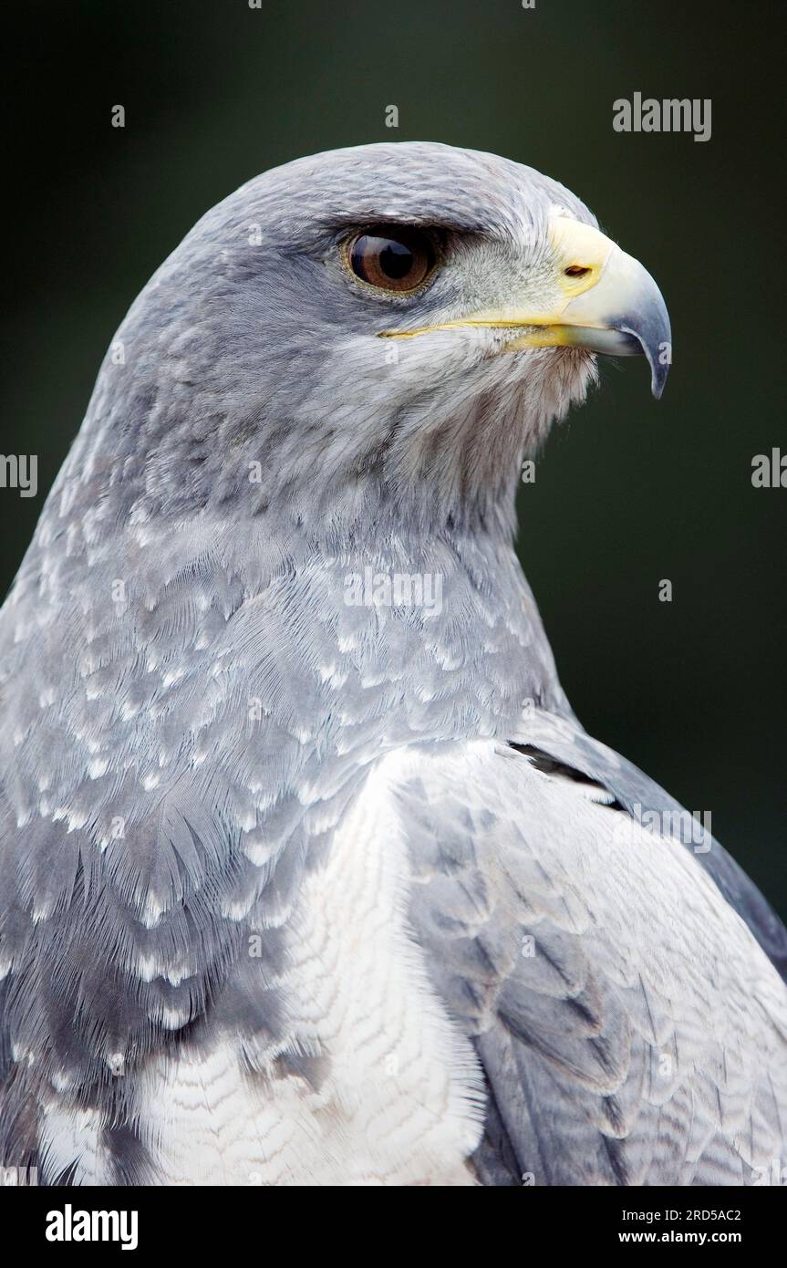 Schwarzbrustfalke, Grauer Adler-Buzzard, Schwarzbrustseeadler (Geranoaetus melanoleucus) Stockfoto