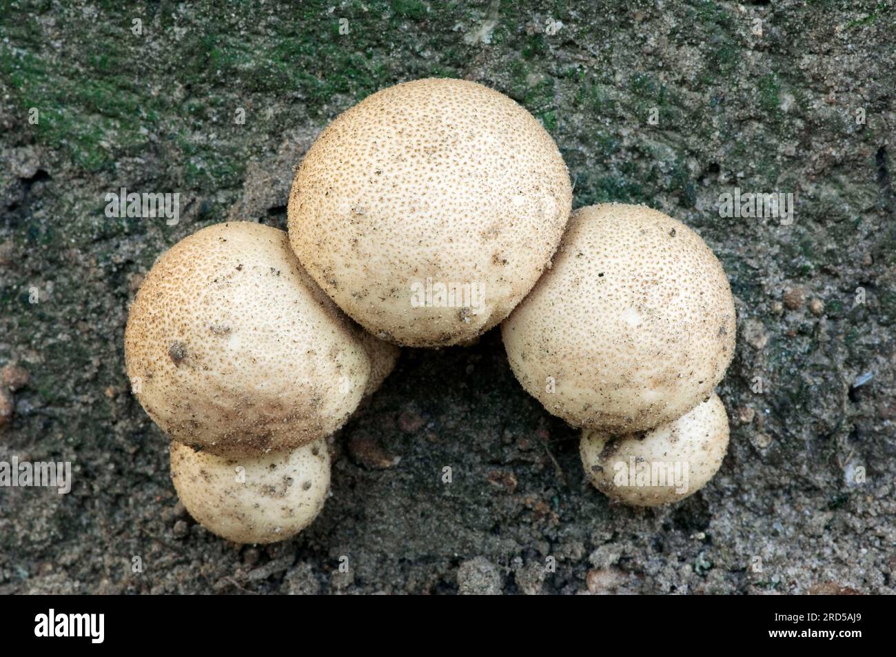 Stumpf Puffballs, Nordrhein-Westfalen, Deutschland, Birnenförmiger Puffball (Lycoperdon pyriforme) Stockfoto