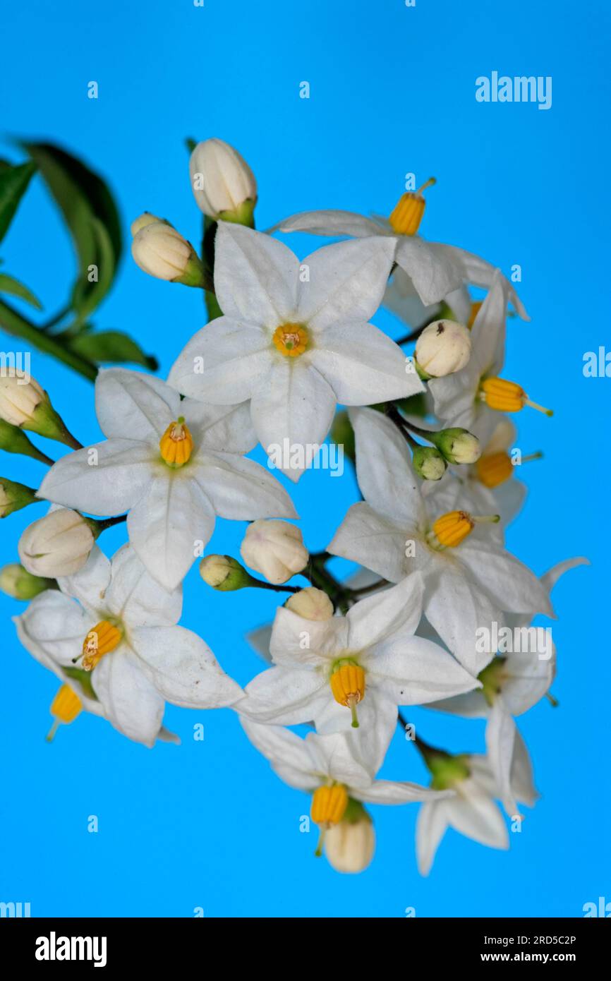 Kartoffel-Rebe (Solanum Jasminoides) Stockfoto