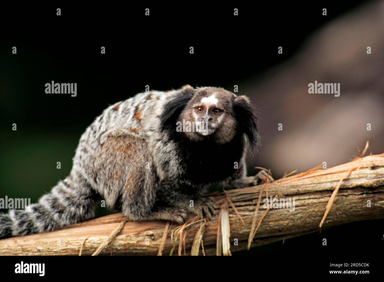 Wied-Büscheläffchen, wied-Büscheläffchen (Callithrix Kuhlii), Brasilien Stockfoto
