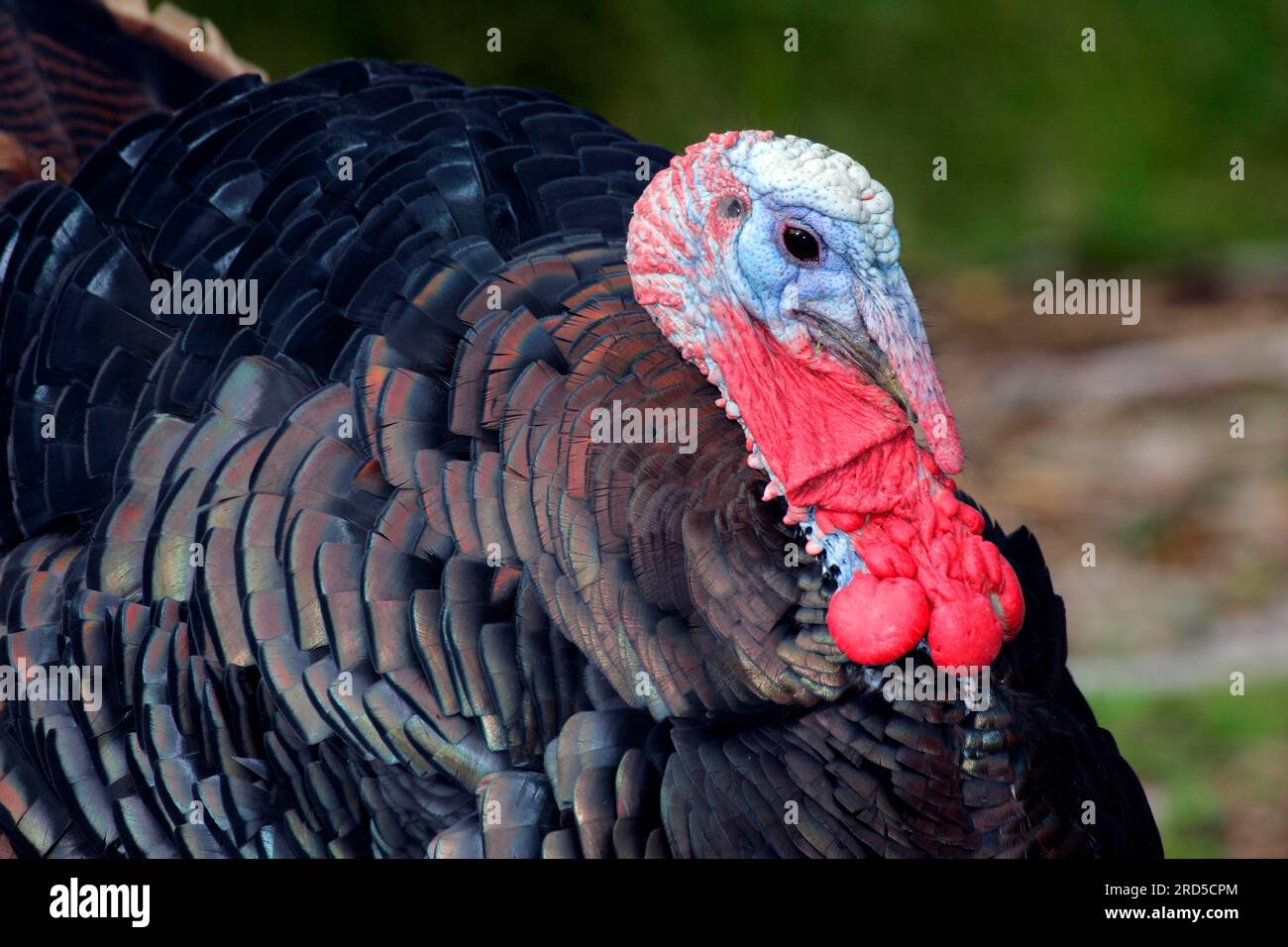 Truthühner, Haustruthühner (Meleagris gallopavo) Stockfoto