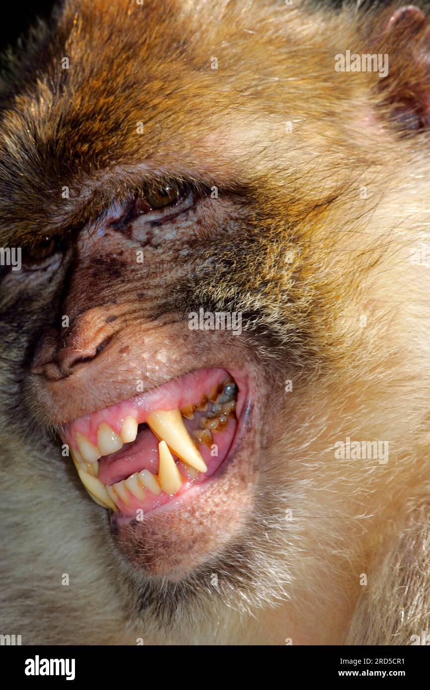 Barbary macaque (Macaca sylvanus) schert Zähne, Made, bedrohliches Verhalten, bedrohliche Geste Stockfoto
