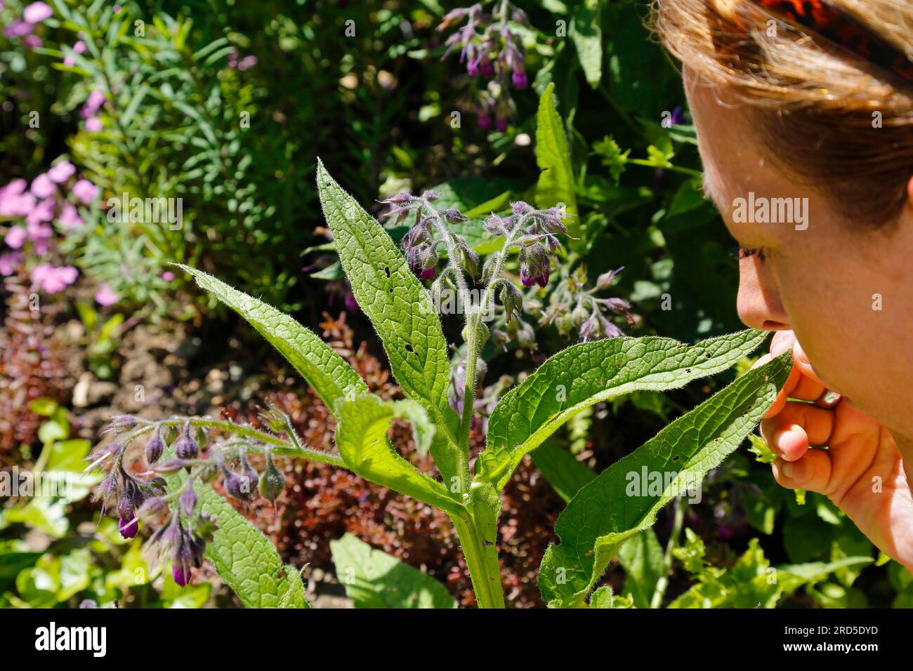 Pflanze riecht -Fotos und -Bildmaterial in hoher Auflösung – Alamy