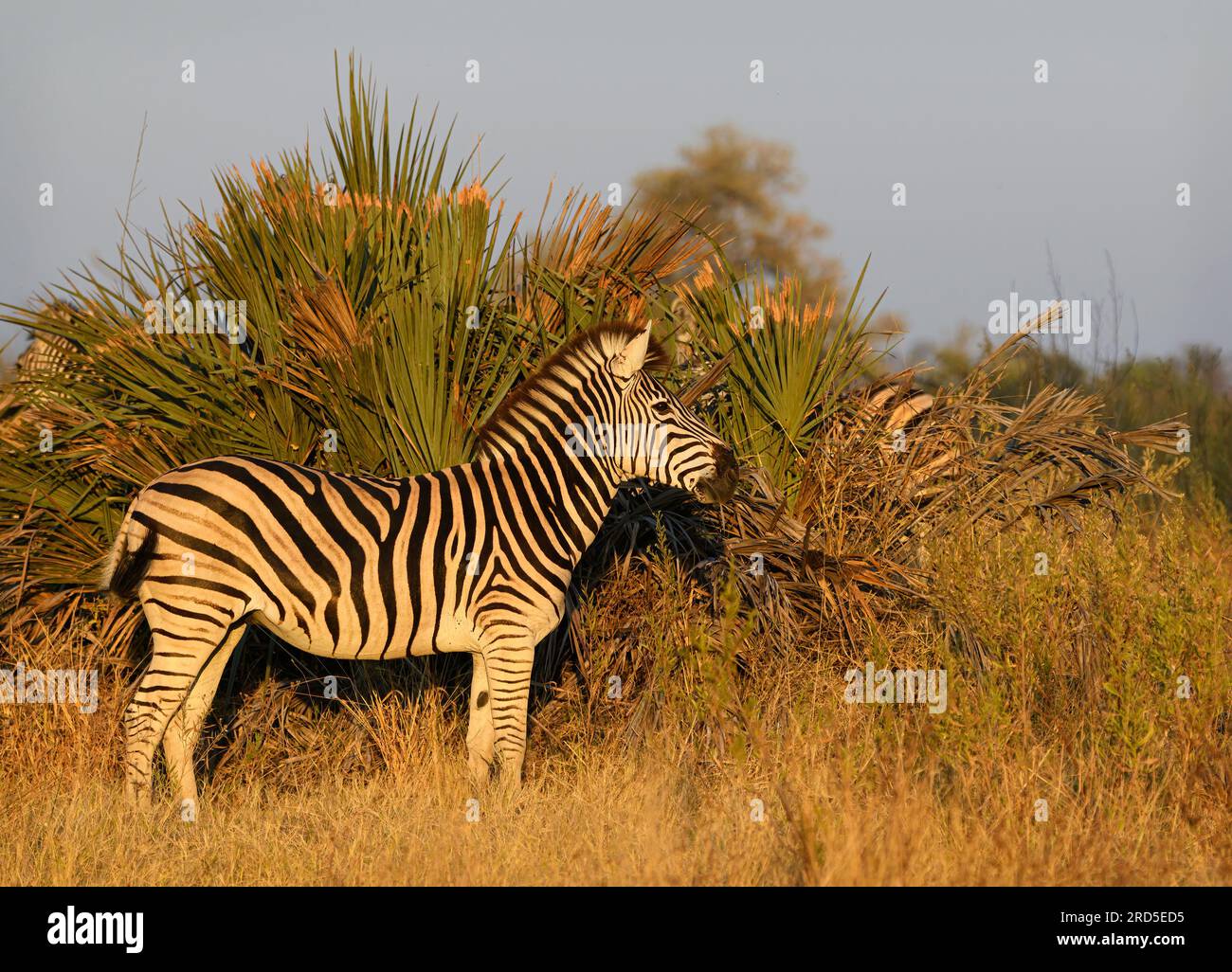 Burchells Zebra im goldenen Licht Stockfoto