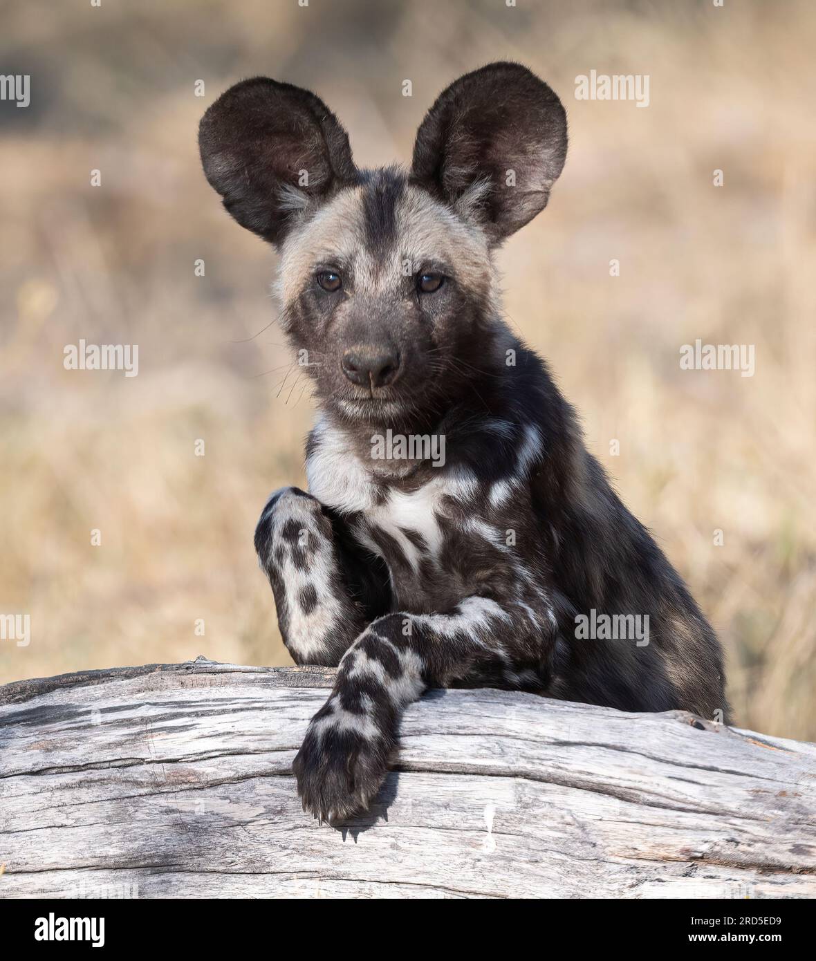 Ein wilder Hund springt über einem Holzstamm hoch Stockfoto