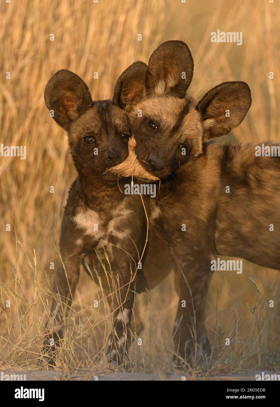 Zwei Wild Dog Welpen, die mit einem Ohr spielen Stockfoto