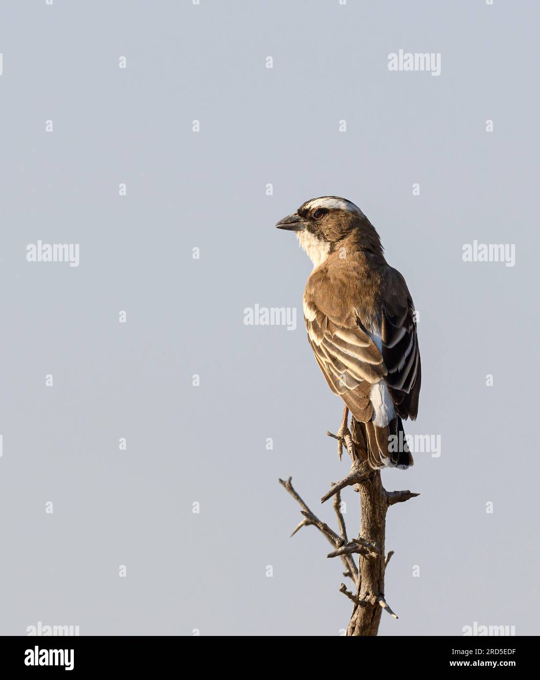 Der weiße Sparrow Weaver, der auf einem Ast hockte Stockfoto
