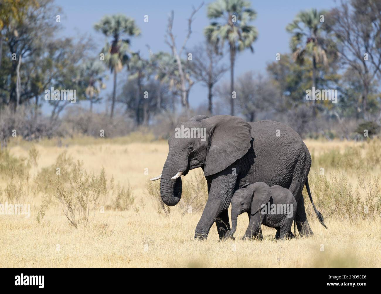 Mutter und neugeborener Elefant auf den Ebenen des Okavango-Deltas, Botswana Stockfoto