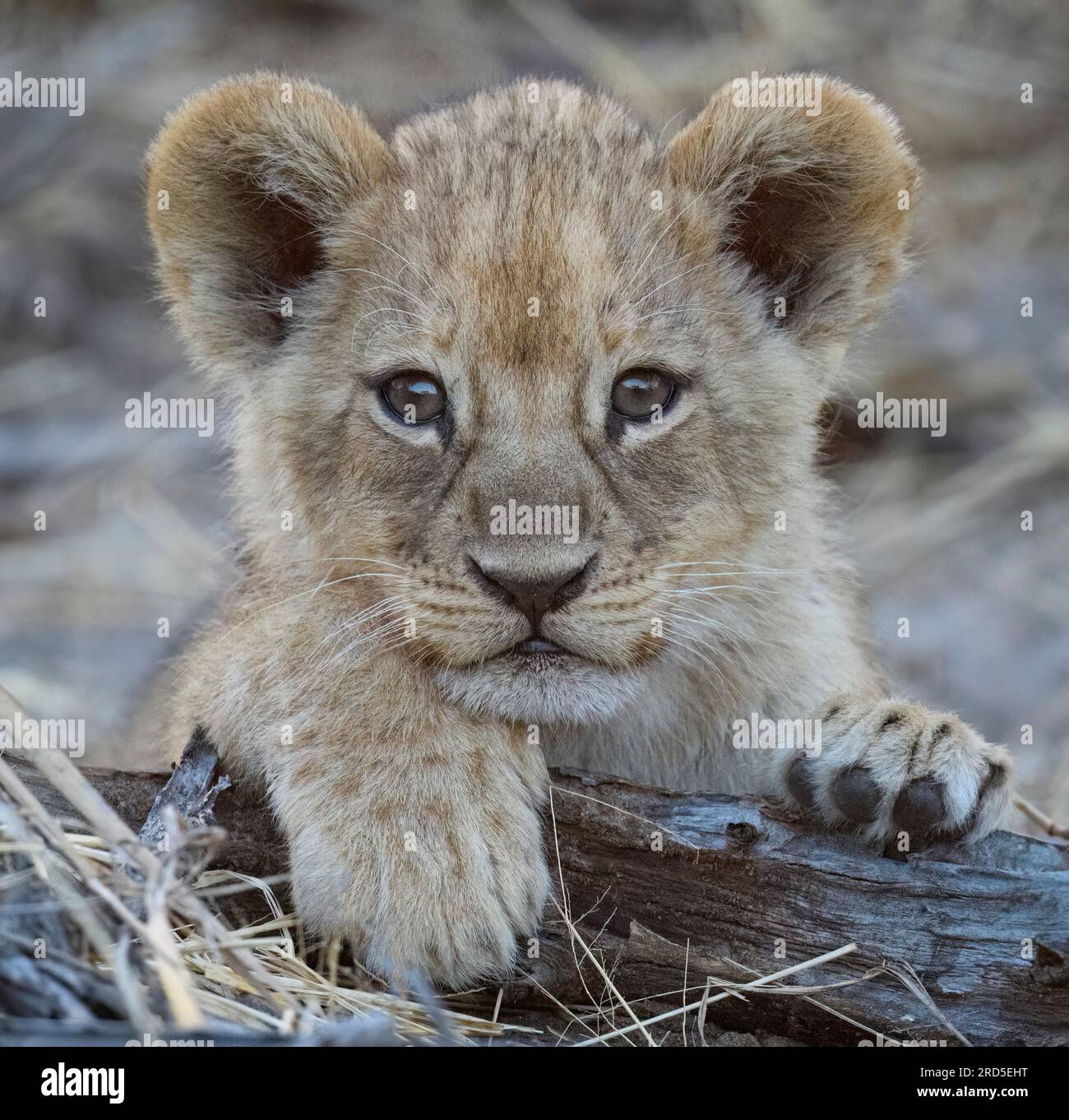 Porträt von Lion Cub Stockfoto