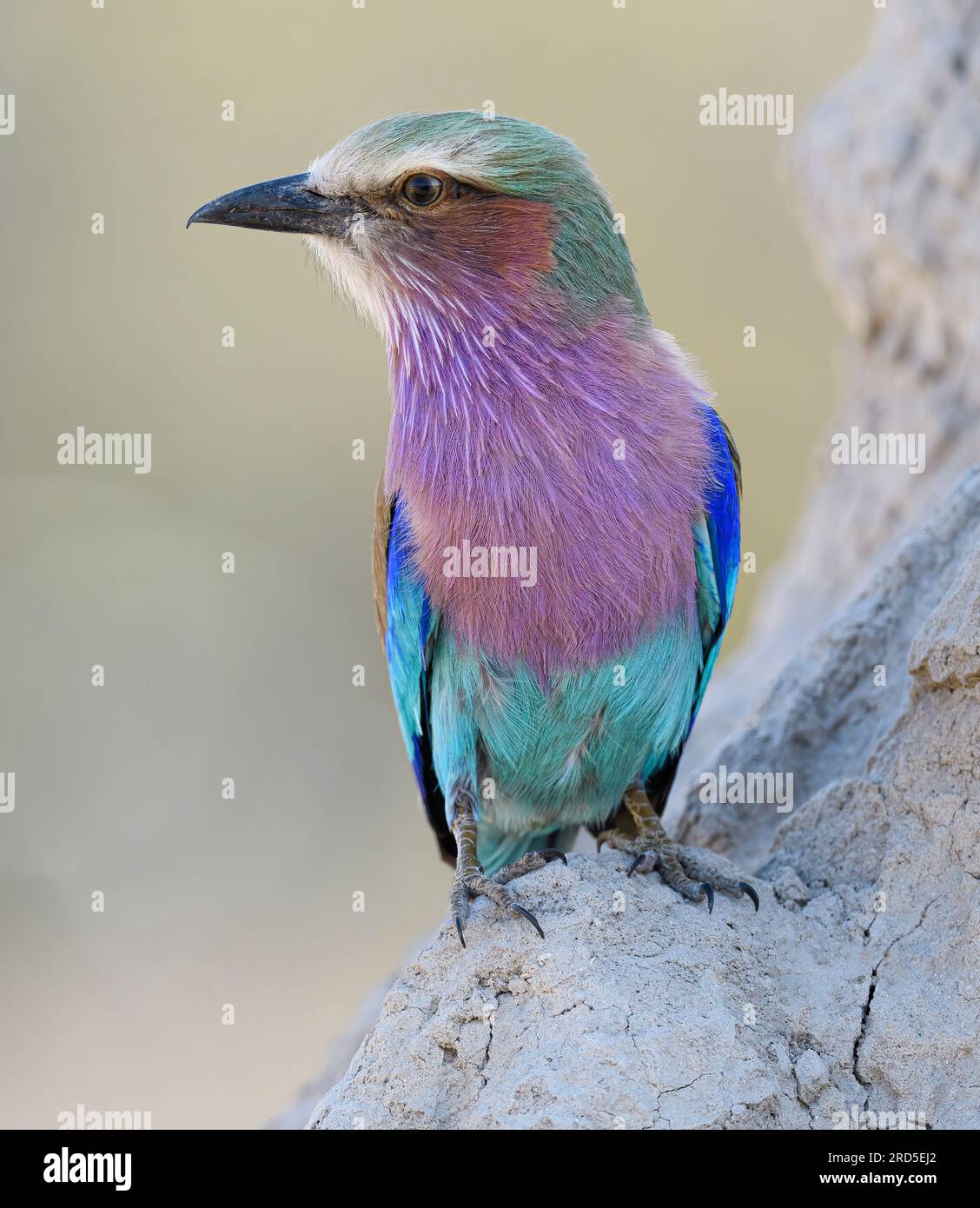 Lilac-breasted Roller Stockfoto