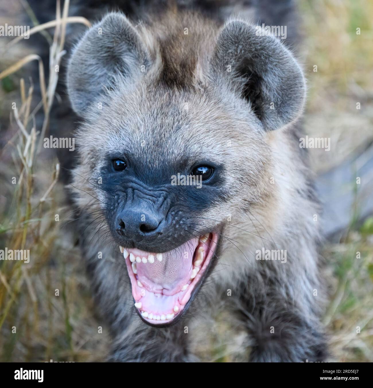 Das Hyänenjunges sieht wild aus Stockfoto