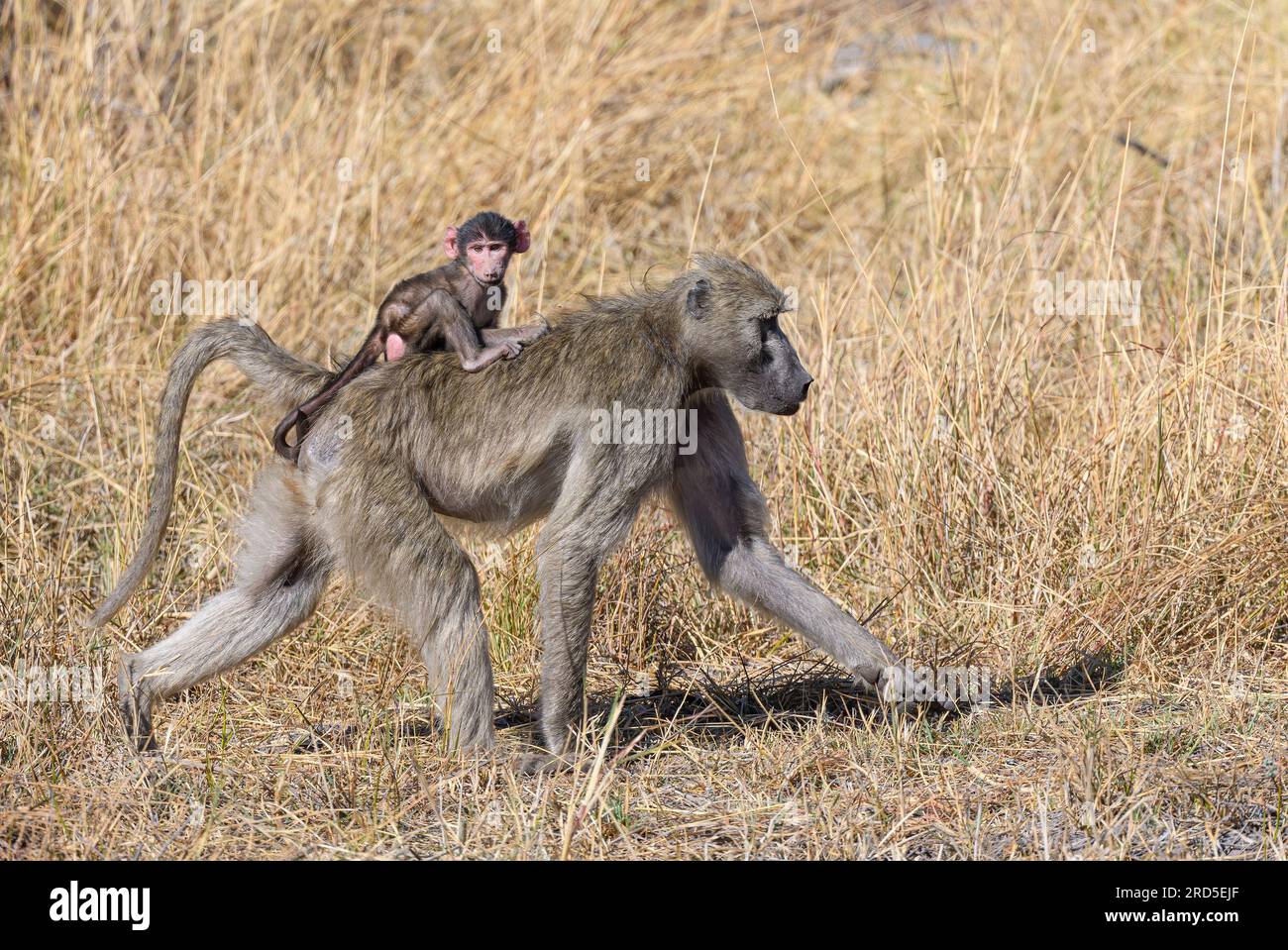 Baby-Chacma-Pavian reitet auf dem Rücken der Mutter Stockfoto