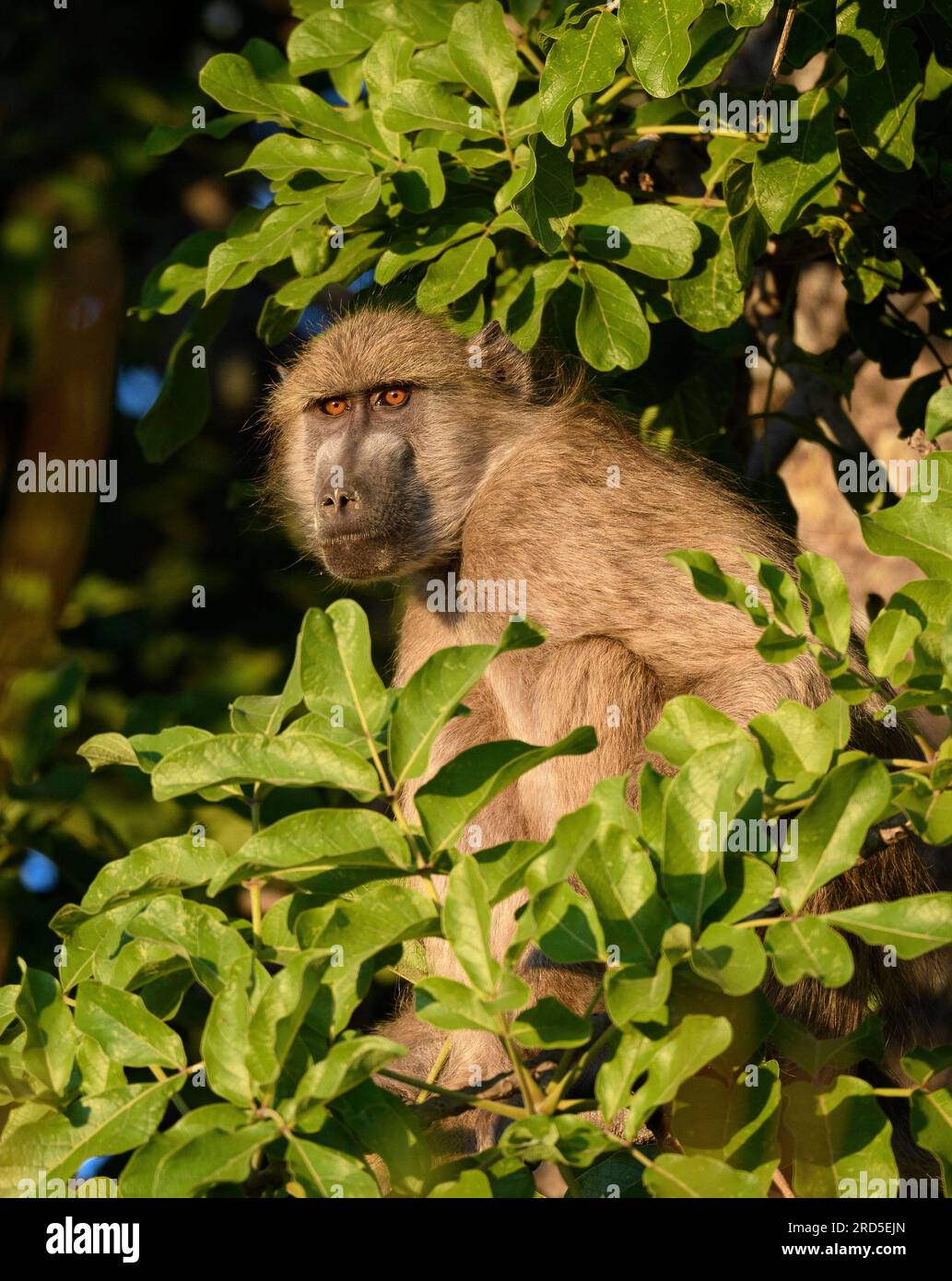 Chacma-Pavian in einem Baum, umgeben von grünem Laub Stockfoto