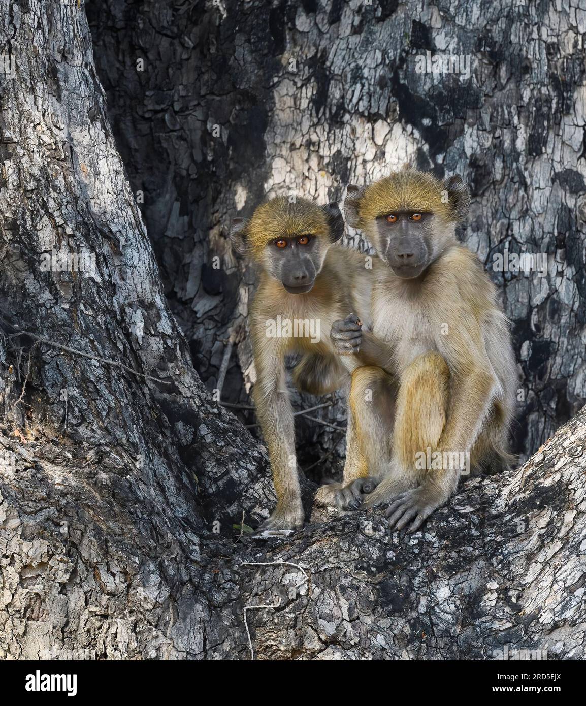 Zwei junge Chacma-Paviane in einem Baum im frühen Morgenlicht Stockfoto