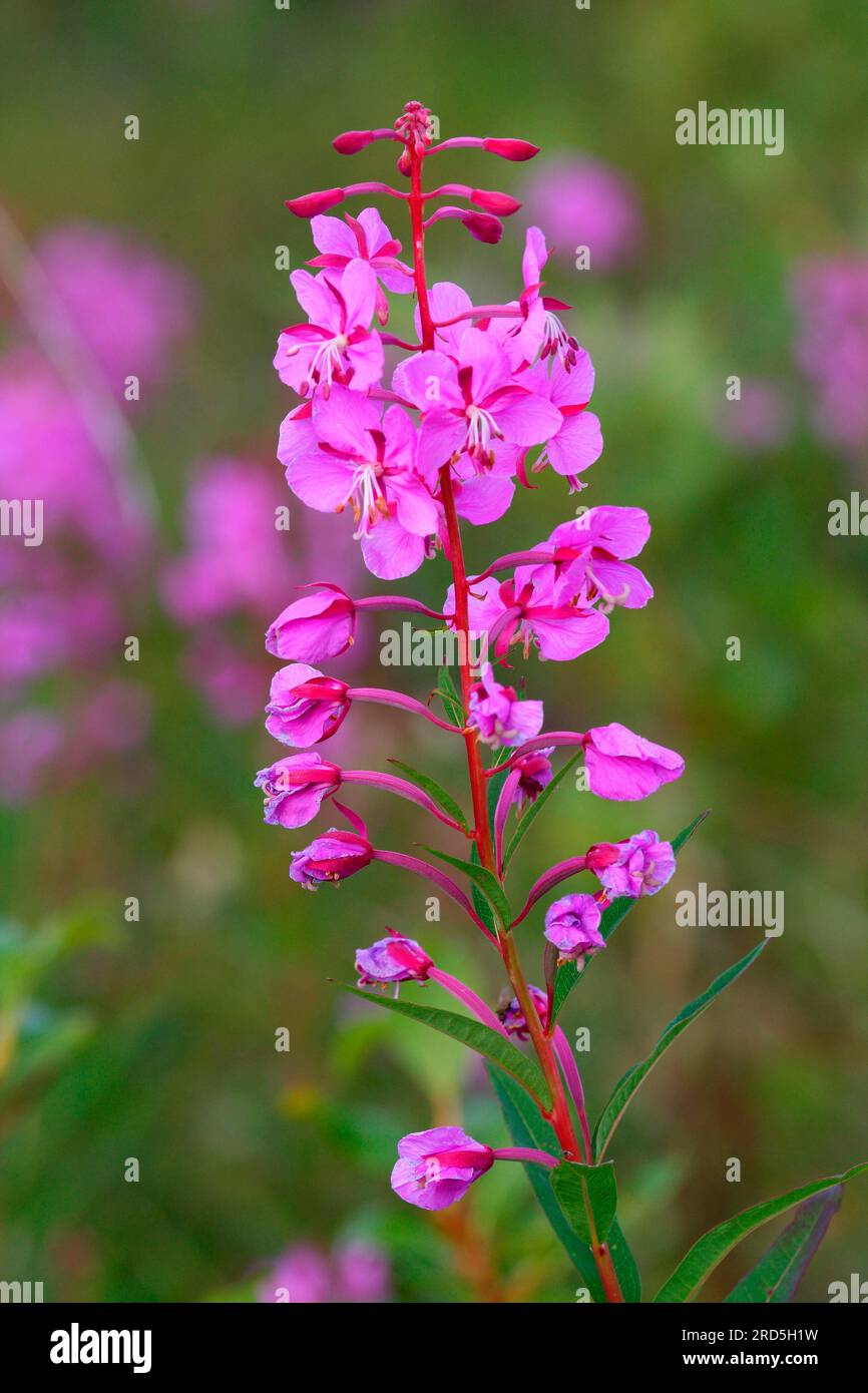 Blooming sally (Epilobium angustifolium), Alaska, Wood willowherb, USA Stockfoto Blooming sally (Epilobium angustifolium), Alaska, Wood willowherb, USA Stockfoto