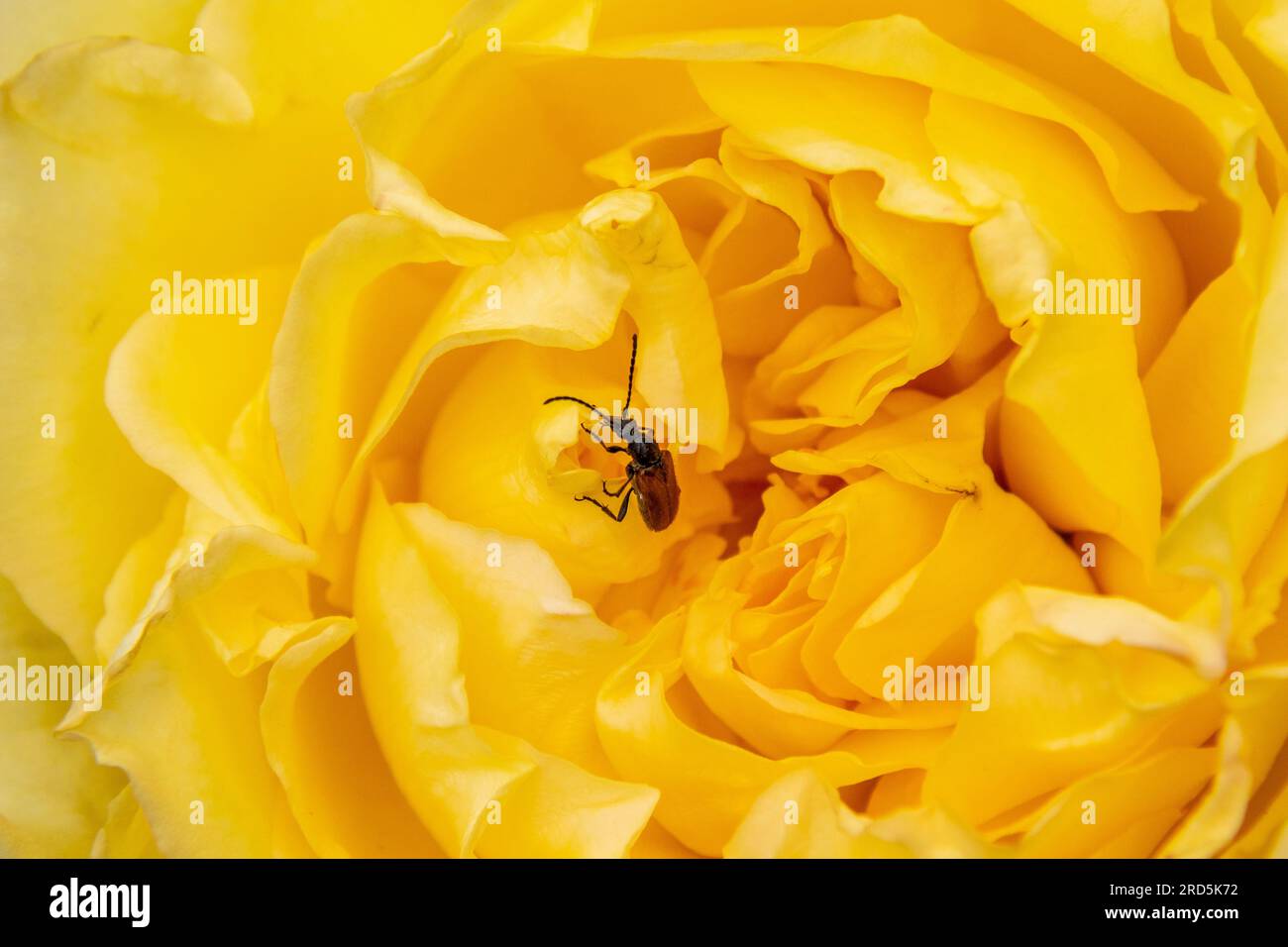 Feenring Longhorn Beetle, Greenwich Park, London, Großbritannien Stockfoto