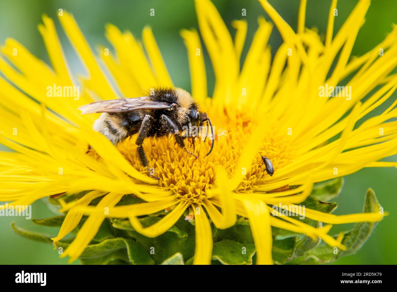 Eine Biene auf einer gelben Blume im Southwark Park, London, Großbritannien Stockfoto