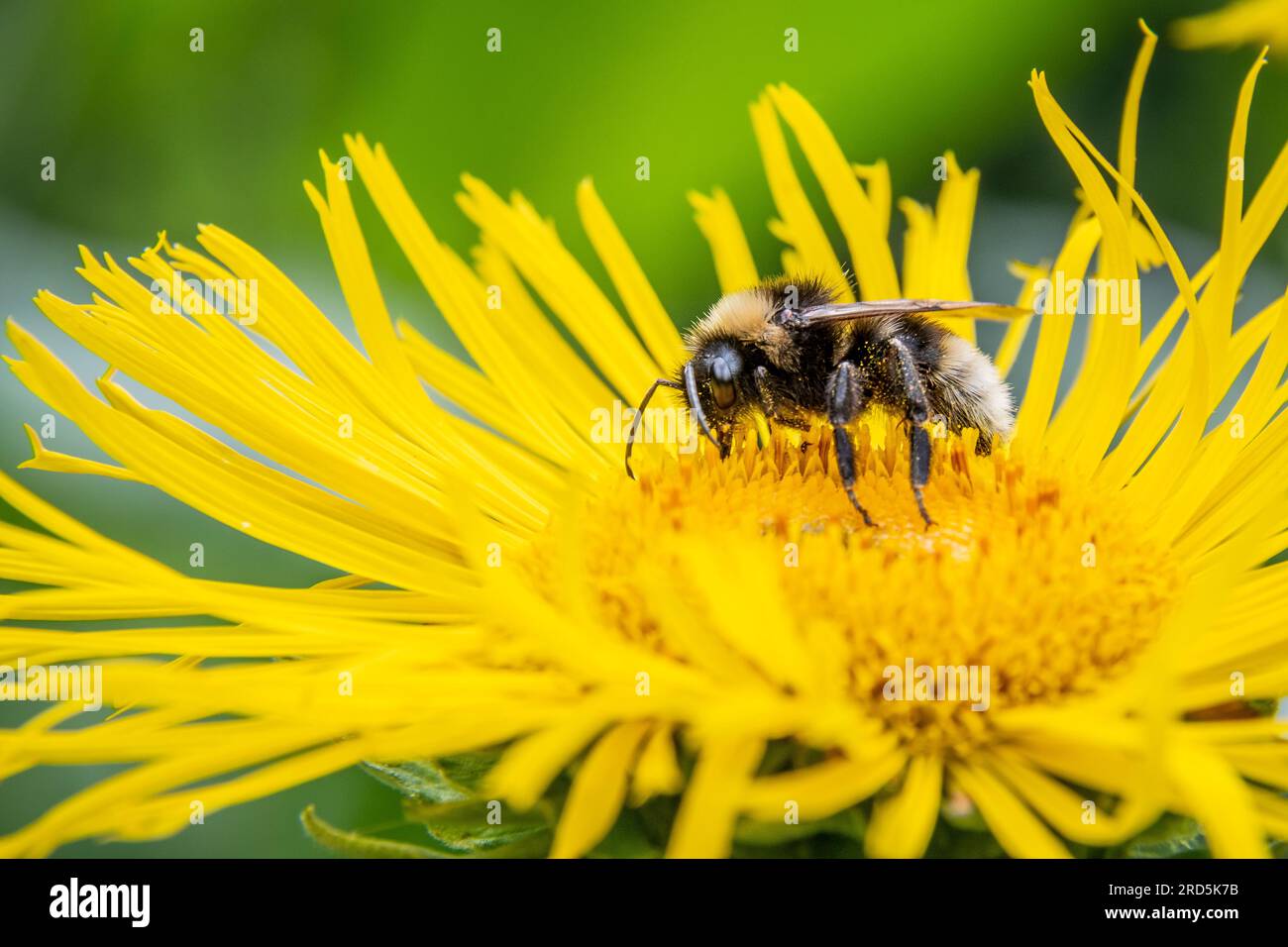Eine Biene auf einer gelben Blume im Southwark Park, London, Großbritannien Stockfoto