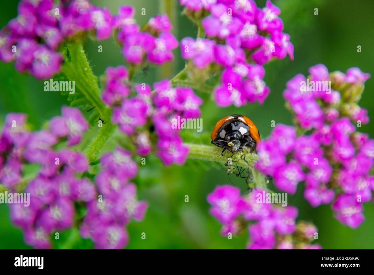 Marienkäfer essen Blattläuse, Horniman Gardens, London, Großbritannien Stockfoto
