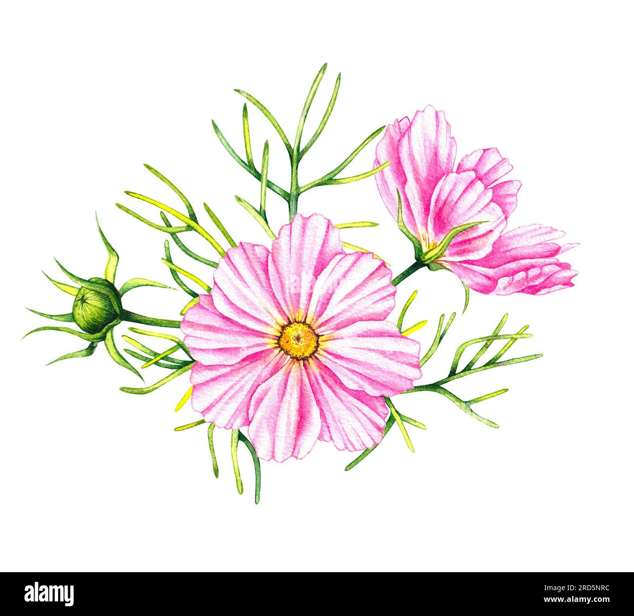 Cosmos Blumen Bouquet isoliert auf weißem Hintergrund. Handgezeichnete Aquarell-Kosmos-Blumen. Blühen für Verpackungsdesign, Karten, Einladungen usw. Stockfoto