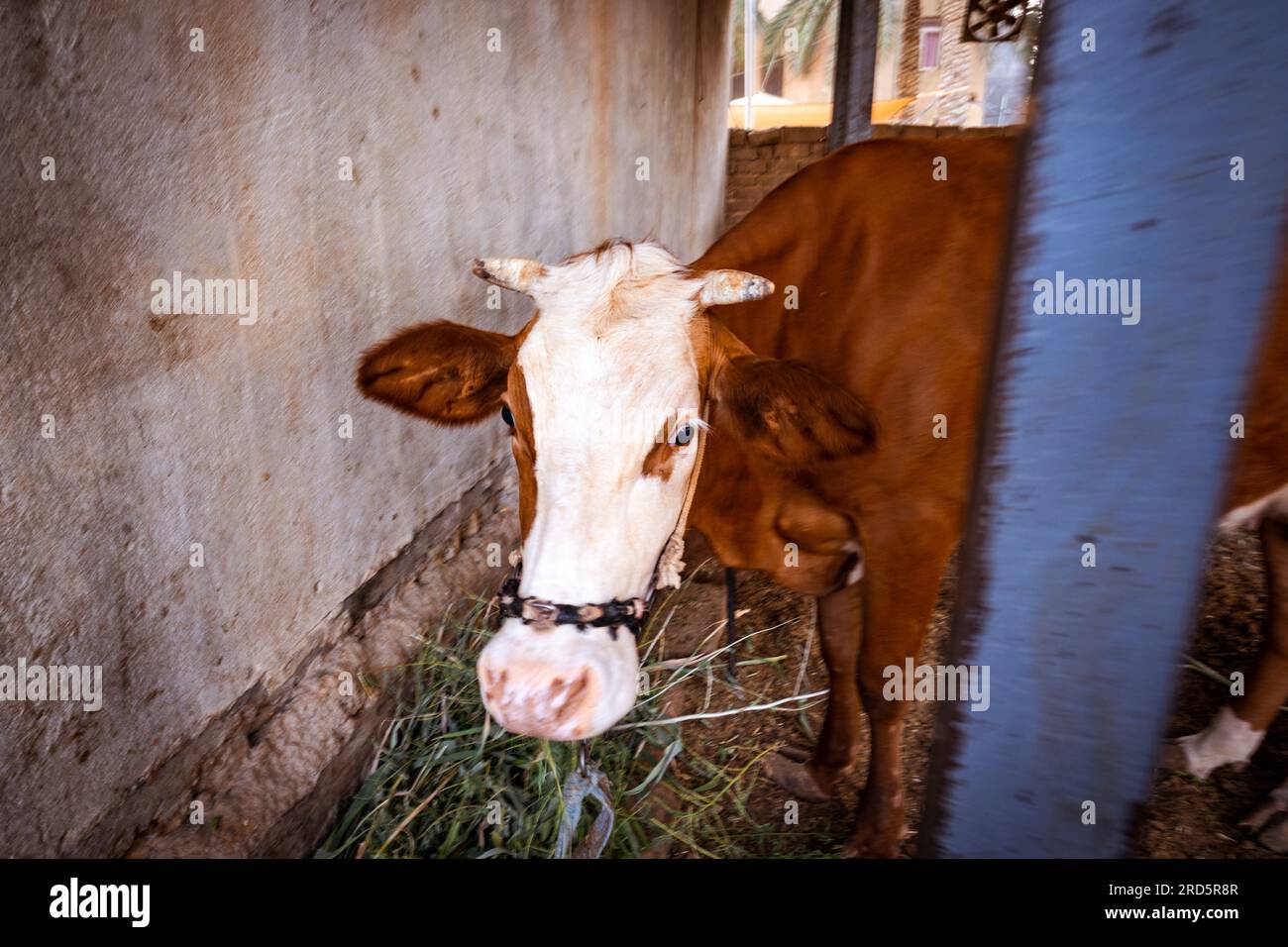 Foto einer braunen Kuh, die in der Scheune isst Stockfoto