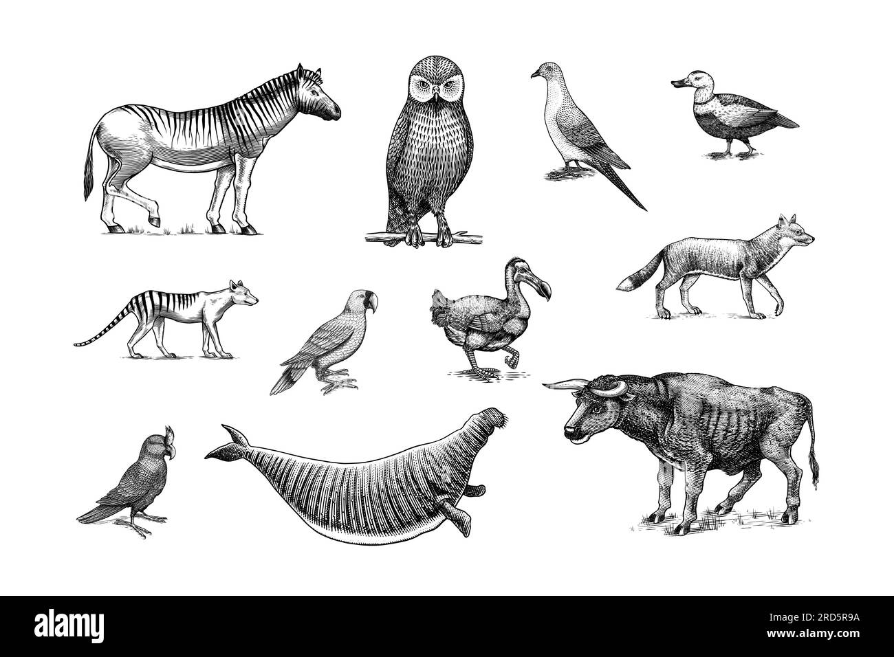 Ausgestorbene Arten. Wilde Säugetiere und Vögel. Dodo, Moa, Tasmanischer Wolf, Quagga. Aurochs. Blaue Antilope. Handgezeichnete, mit Vektoren gravierte Skizze. Grafik Stock Vektor