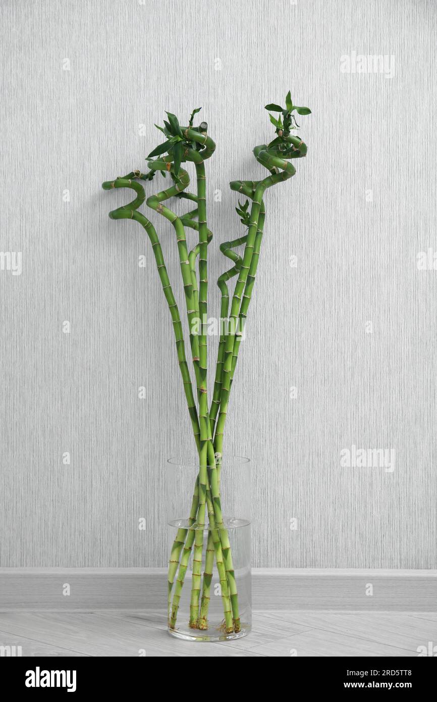 Vase mit wunderschönen grünen Bambusstämmen auf dem Boden im Innenbereich Stockfoto