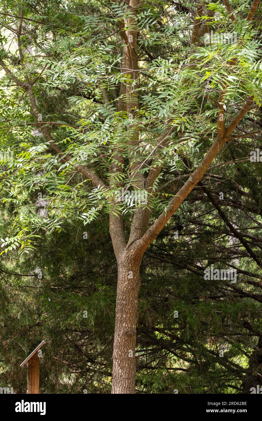 Chinesischer Pistachenbaum, Pistacia chinensis, ein beliebter mittelgroßer Baum, der in Wichita, Kansas, USA, wächst. Stockfoto