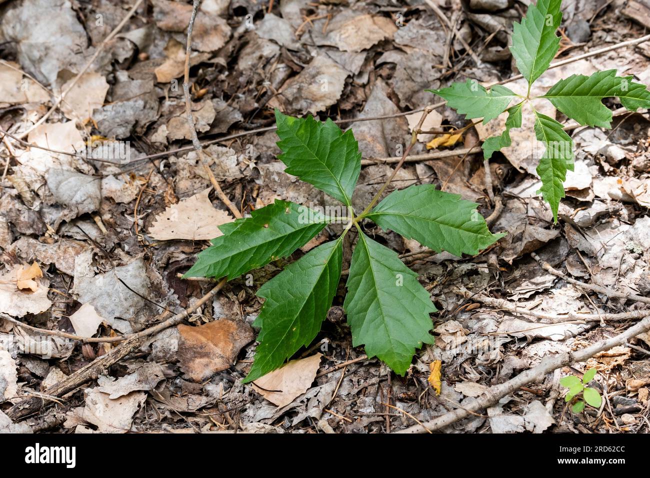 In Wichita, Kansas, USA, befinden sich zwei von Insekten gefressene Blätter des Virginia Creeper, Parthenocissus Quinquefolia. Stockfoto