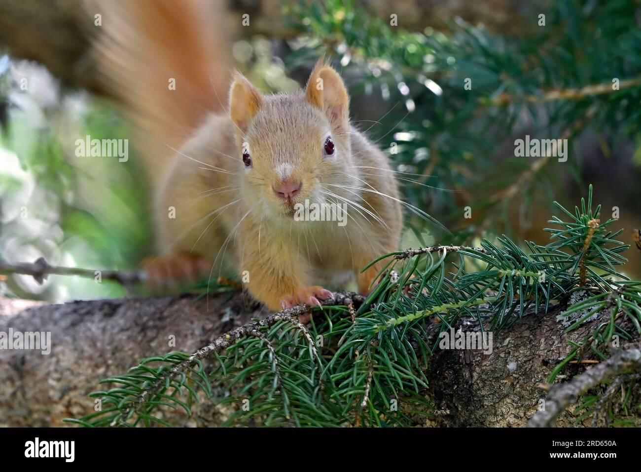 Ein blassfarbenes rotes Eichhörnchen (Tamiasciurus hudsonicus), das auf einem Ast mit Blick nach vorne in seinem Waldlebensraum im ländlichen Alberta, Kanada, liegt Stockfoto