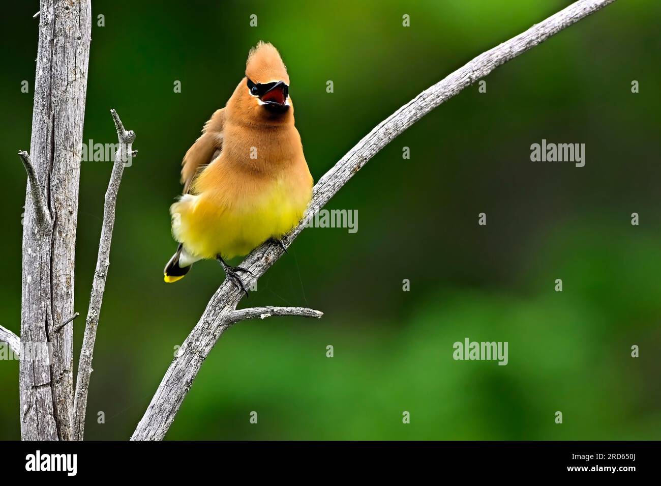 Ein Zedernwachs ' Bombycillia cedrorum';hoch oben auf einem toten Stock, der die Aufmerksamkeit einer Frau auf sich zieht. Stockfoto