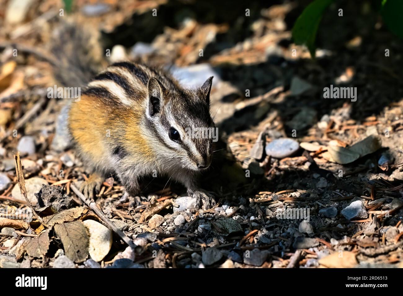 Ein Vorderblick auf den kleinsten Streifenhörnchen, „Eutamias minimus“, der auf dem Boden nach etwas leckerer Vegetation sucht. Stockfoto