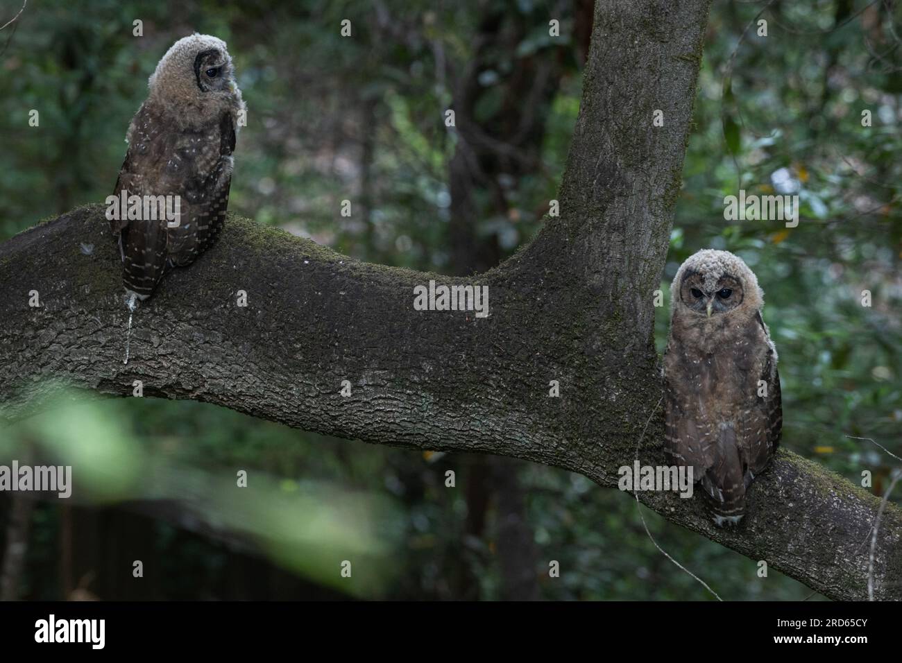 Junge Eulen aus dem Norden (Strix occidentalis caurina) eine gefährdete Eulenart an der Westküste Nordamerikas, hoch oben im Wald. Stockfoto