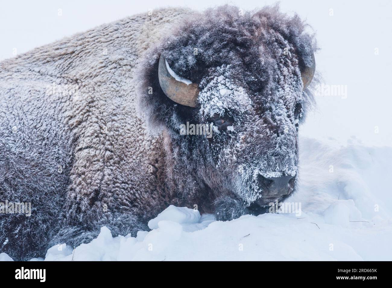 Amerikanischer Büffel/Bison im Winter im Yellowstone-Nationalpark Stockfoto