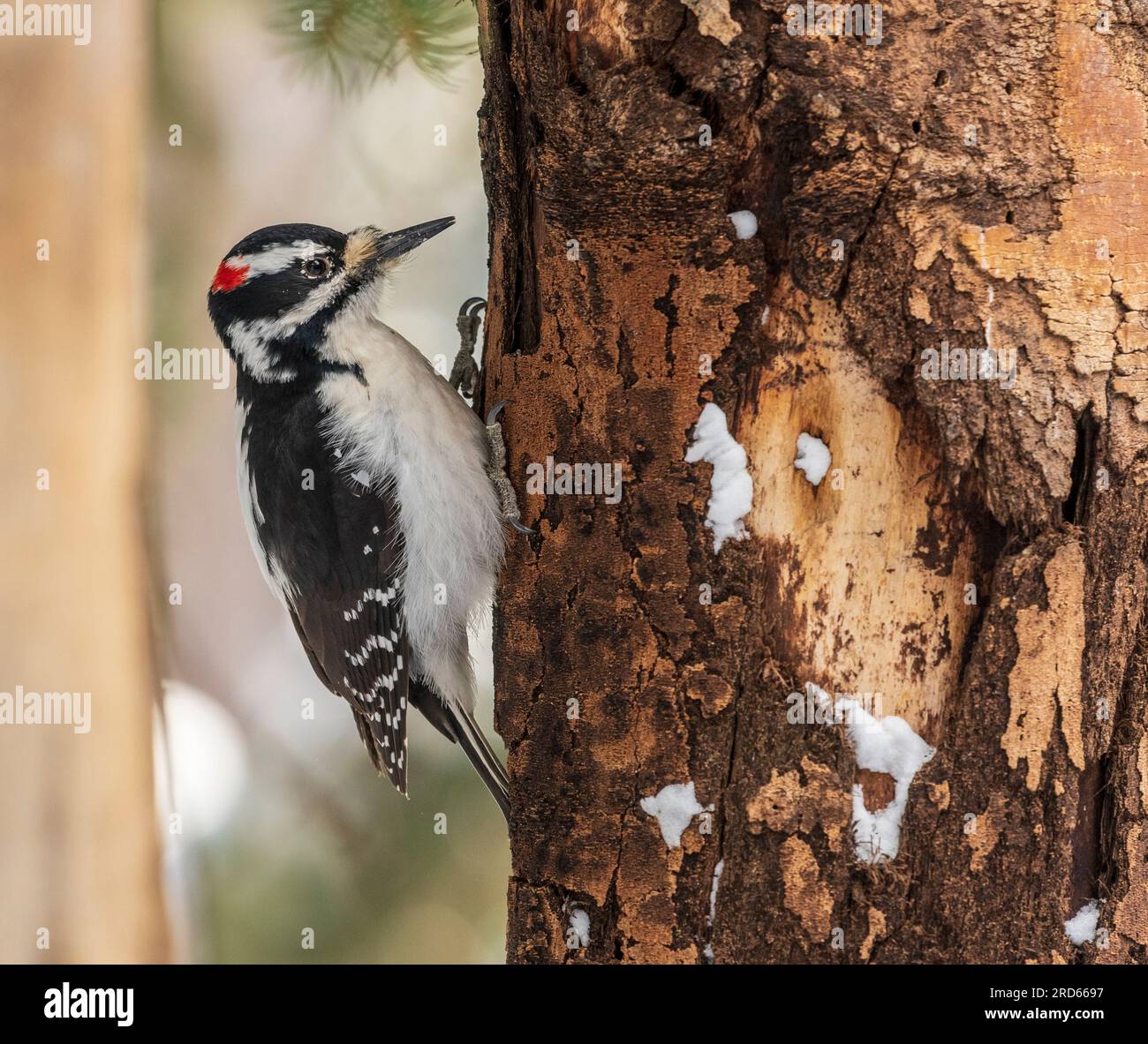 Downy Woodpecker im Winter im Yellowstone-Nationalpark. Stockfoto