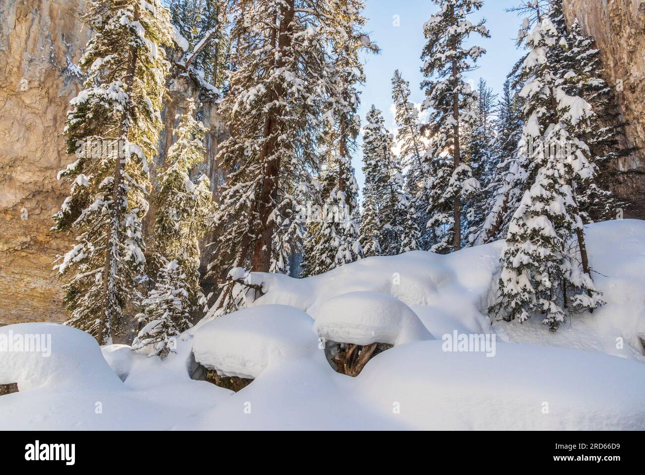 Schneeschuhwanderung im Lamar Valley im Yelllowstone-Nationalpark. Stockfoto