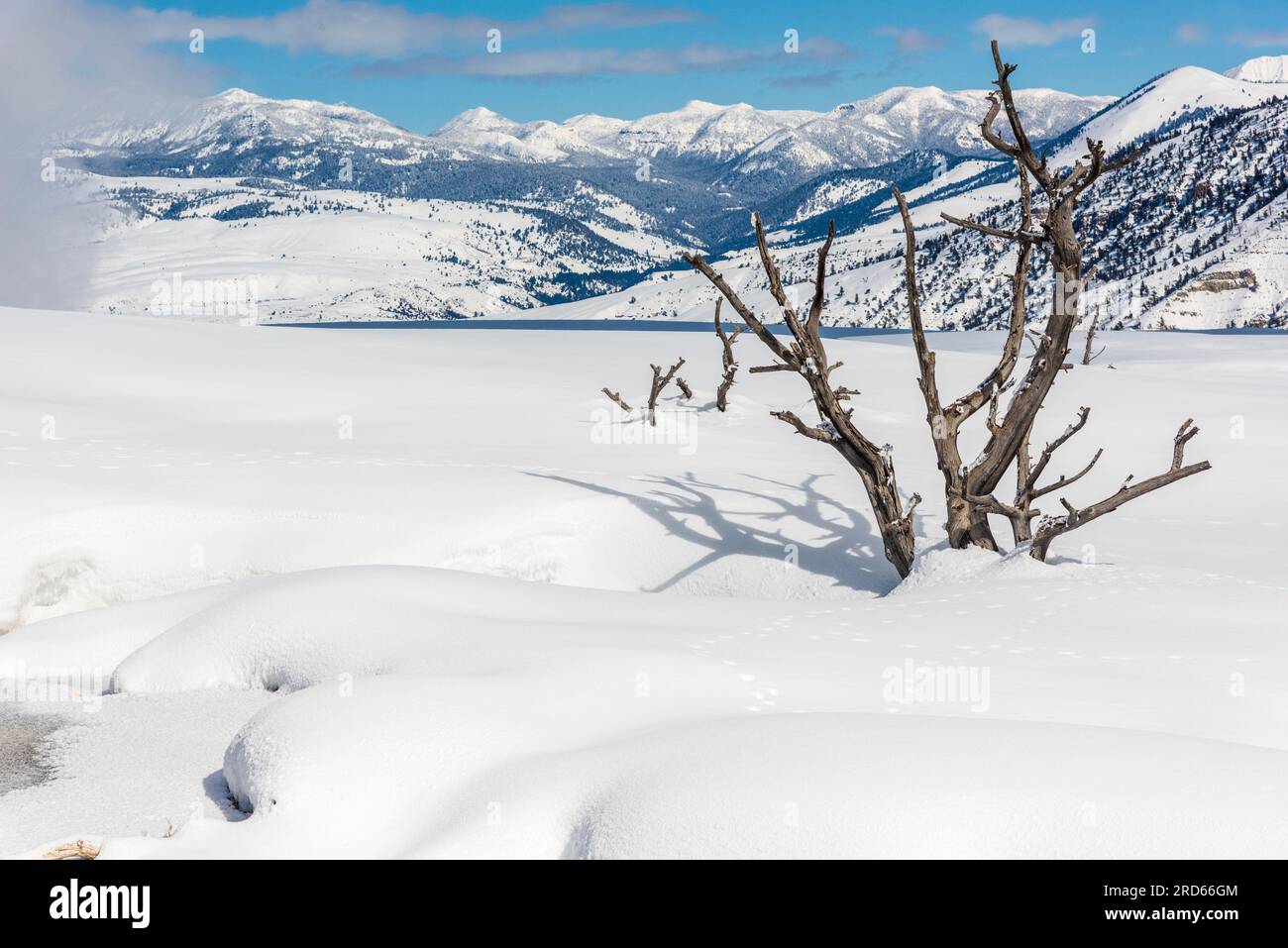 Mammoth Hot Springs im Yellowstone-Nationalpark im Winter. Stockfoto