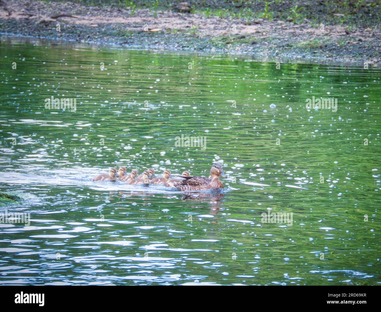 Stockente mit Enten, die im Sommer durch einen Fluss schwimmen Stockfoto