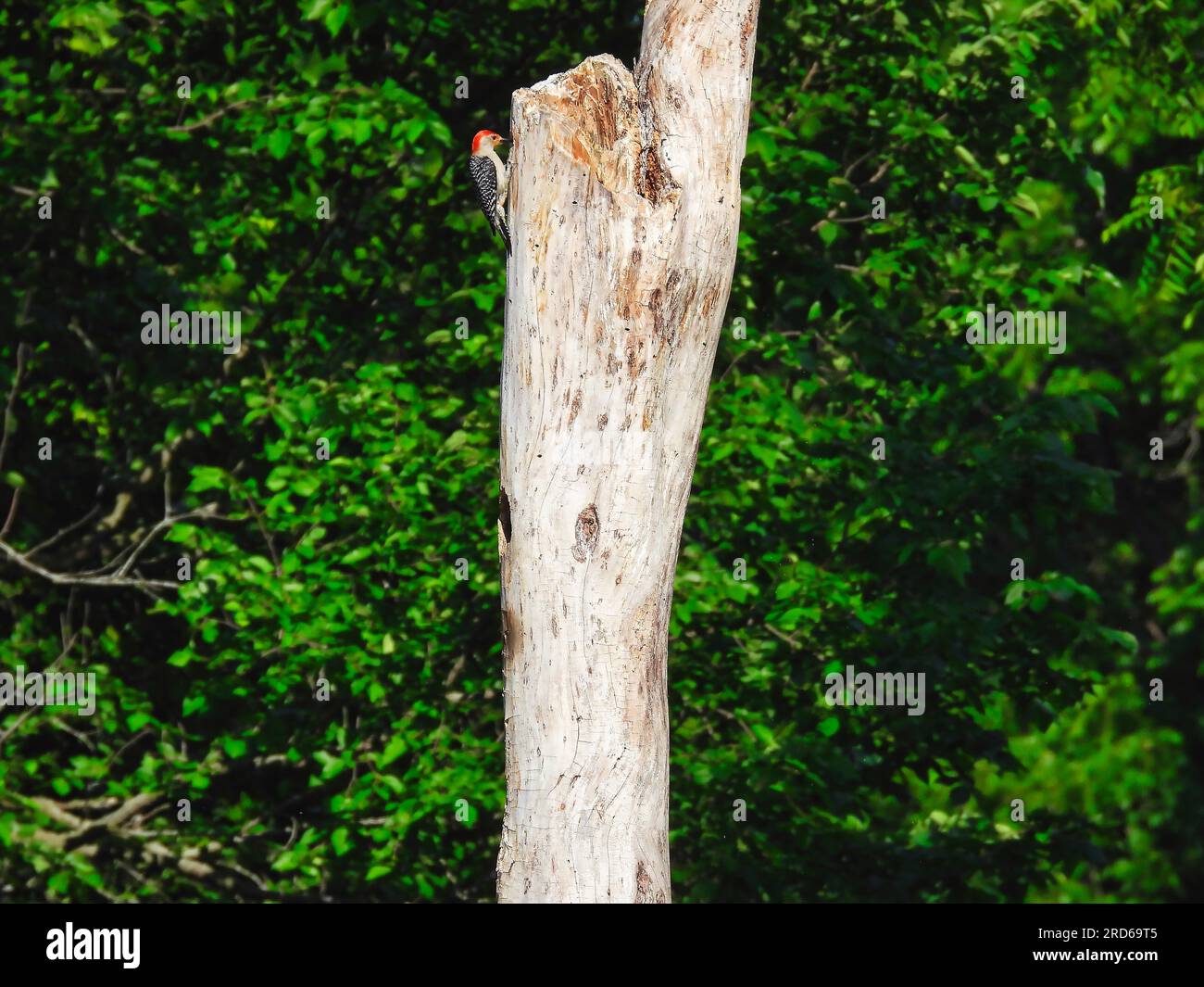 Ein roter Specht auf einem toten Baum mit einem nördlichen Flicker-Nest direkt darunter im Spätsommer Stockfoto