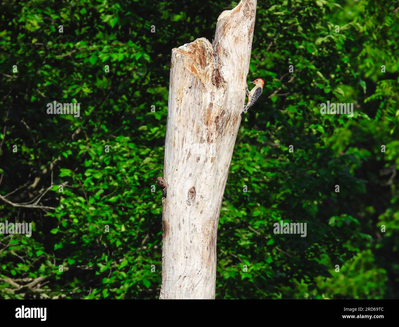 Ein Rotbauchspecht auf einer Seite eines toten Baumes, während der Baby Northern Flicker Woodpecker seinen Kopf des Nests in ein Loch eines toten Baumes stampft Stockfoto