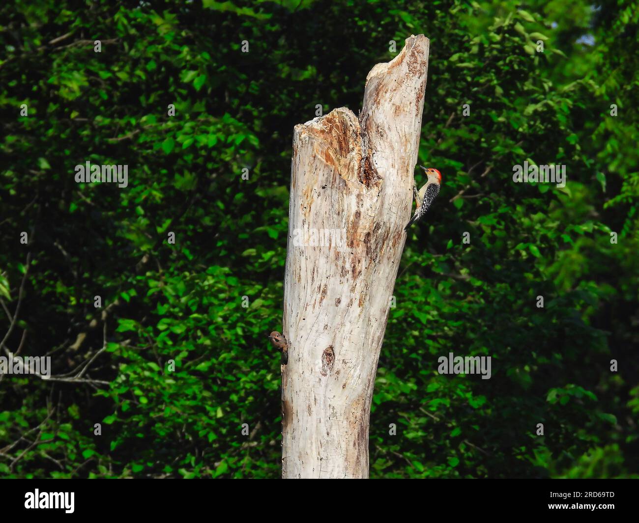 Ein Rotbauchspecht auf einer Seite eines toten Baumes, während der Baby Northern Flicker Woodpecker seinen Kopf des Nests in ein Loch eines toten Baumes stampft Stockfoto