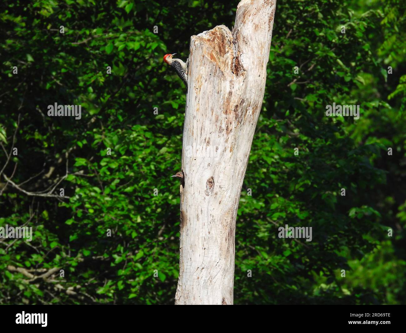 Ein Rotbauchspecht auf einem toten Baum, während der Baby Northern Flicker Woodpecker im Spätsommer seinen Kopf des Nests in einem Loch stampft Stockfoto