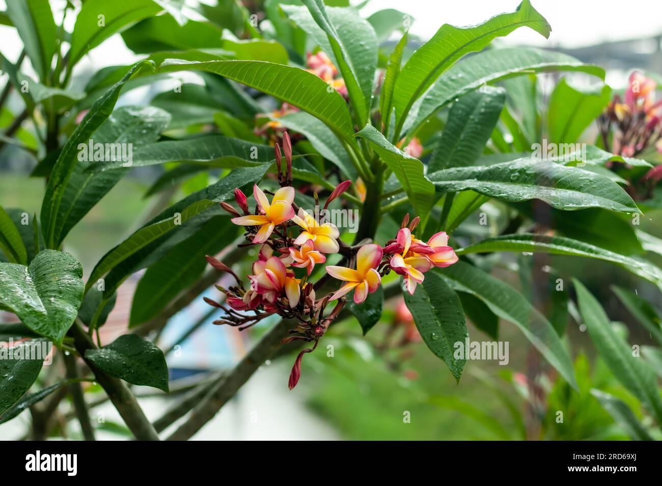 Plumeria rubra oder der Rote Frangipani ist ein beliebter, großer oder kleiner Baum mit einem abgerundeten Baldachin aus langen Blättern und einem ovalen Baum mit fünf Blütenblättern Stockfoto