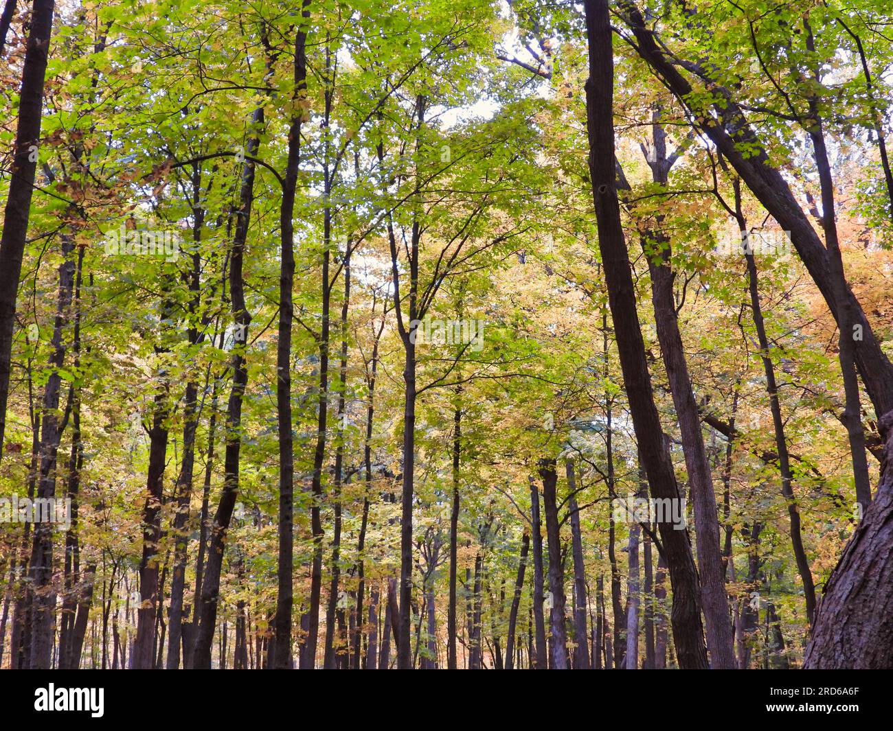 Herbstlaub in einem Wald am Morgen im Oktober Stockfoto