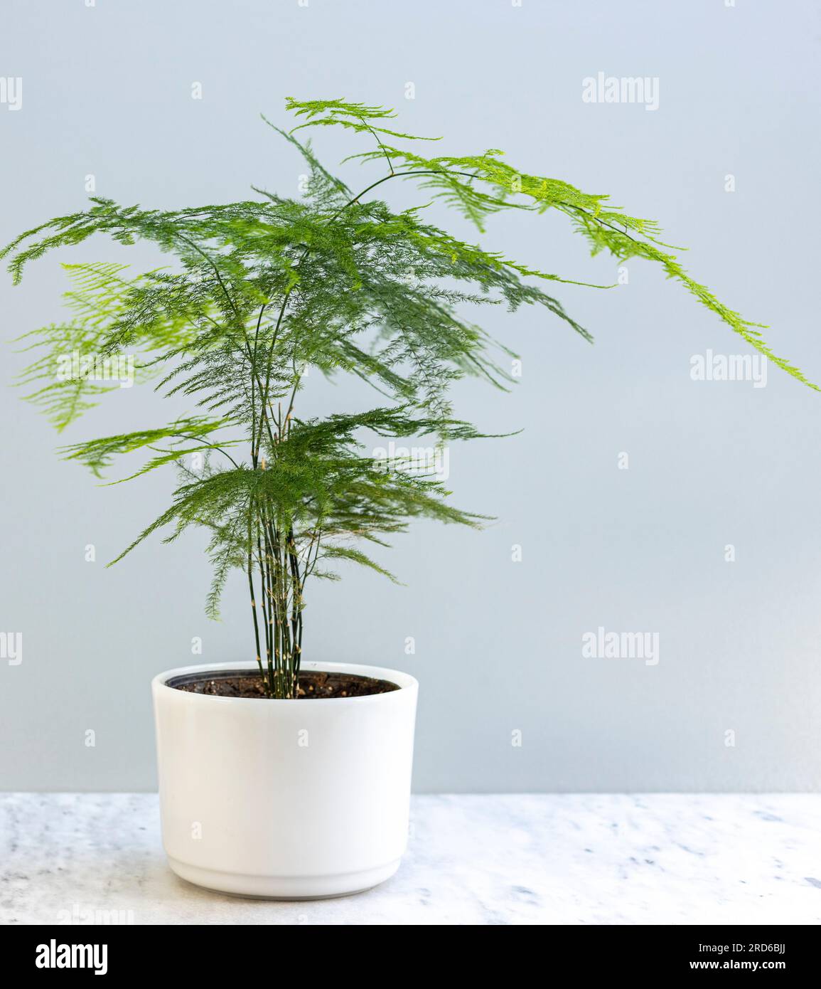 Schner Farn im Topf, isoliert auf Wei Stockfotografie - Alamy